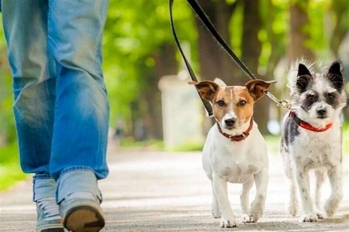 سگ‌گردانی در پارک‌ها برای مردم مشکلات ایجاد می کند