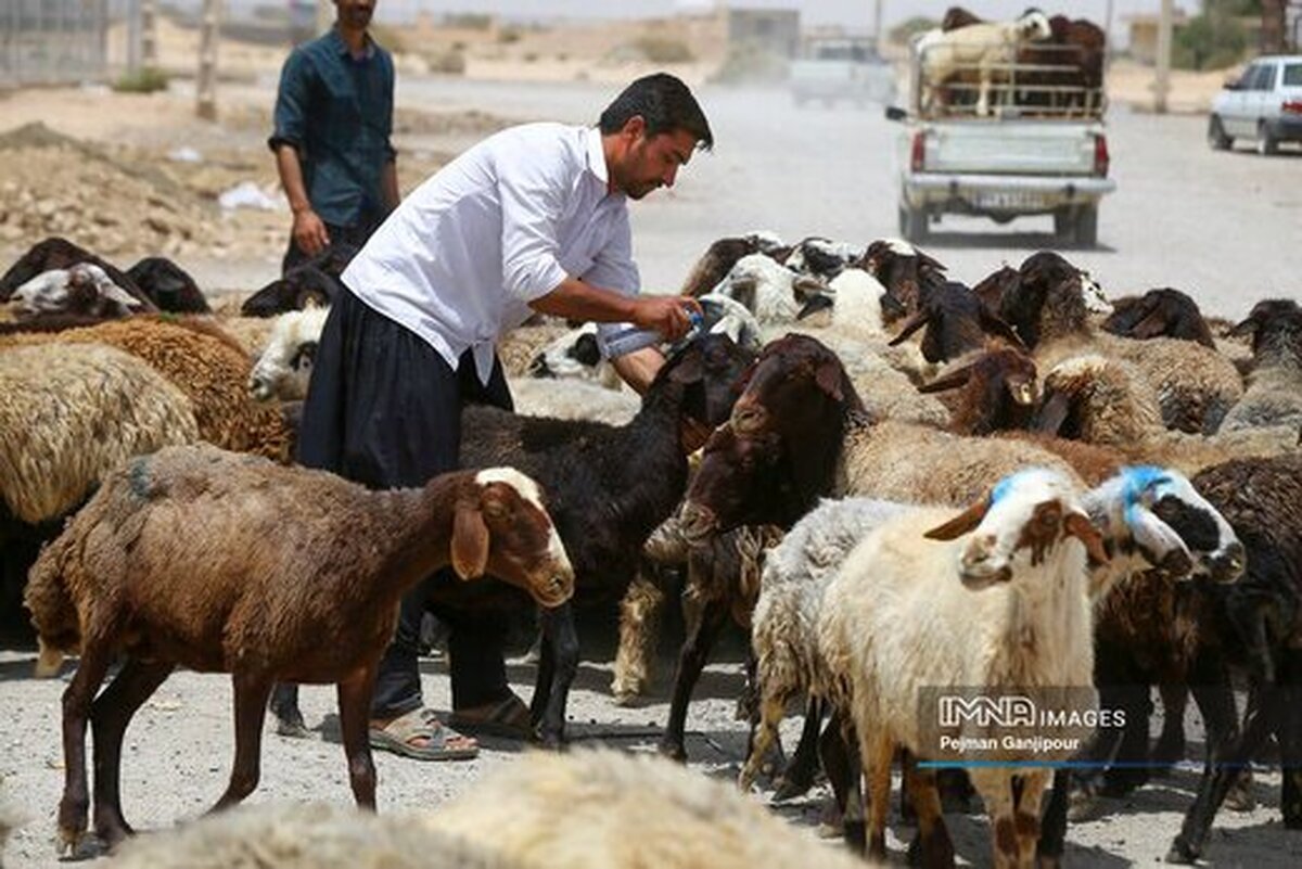 قیمت دام زنده؛ امروز ۲۵ شهریور اعلام شد