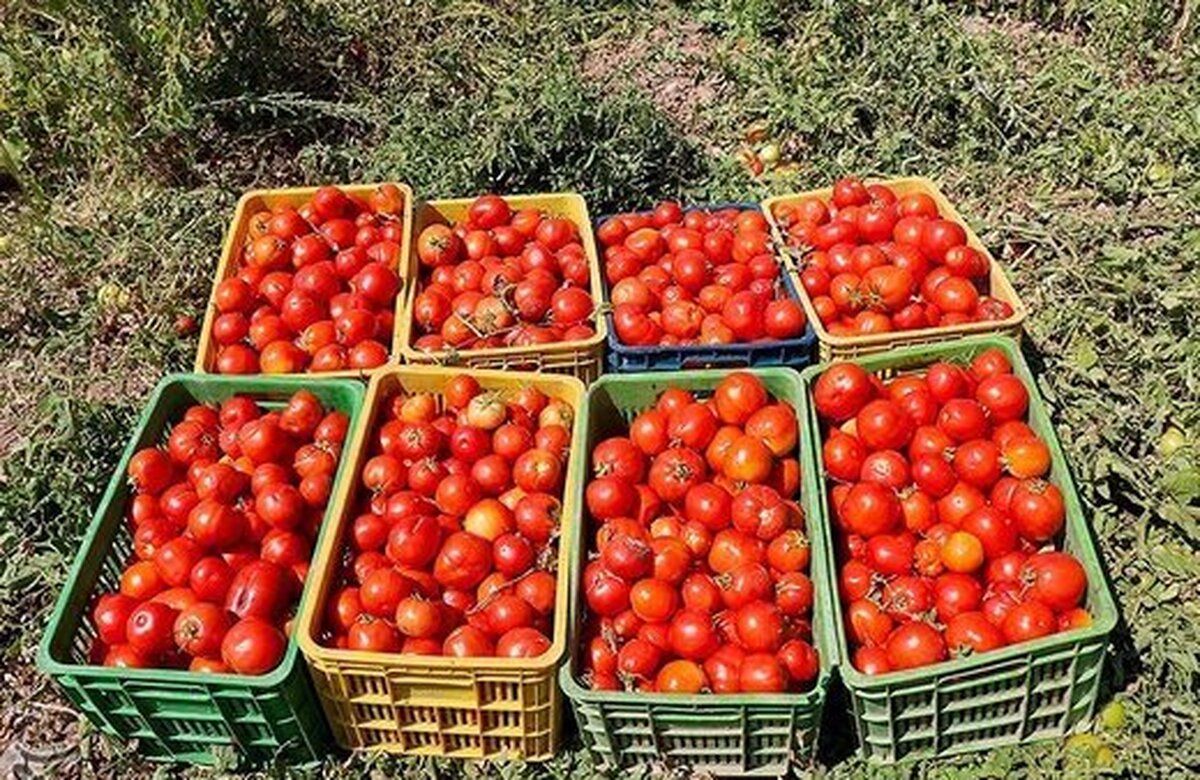 قیمت گوجه‌فرنگی نجومی شد